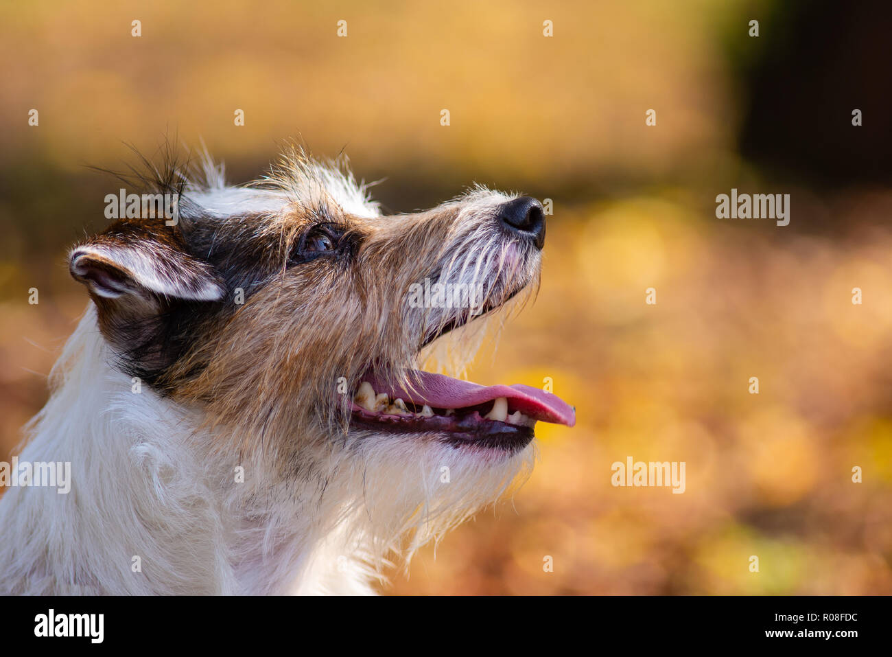 Lingua Ansimare Cane Immagini e Fotos Stock Alamy