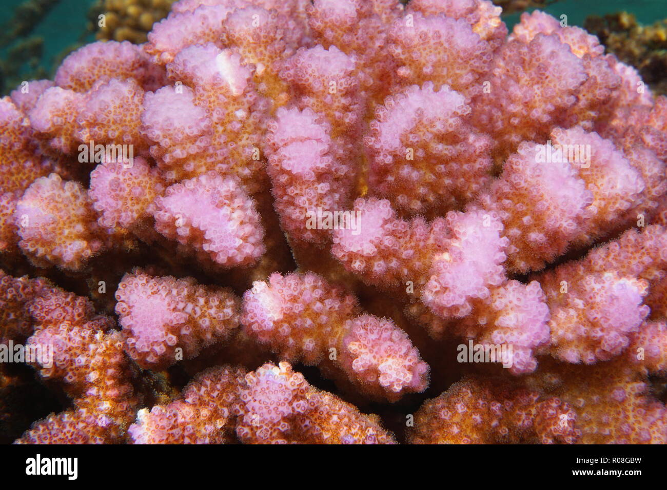 Corallo rosa Pocillopora Sp. close-up subacquea, oceano pacifico del sud, Polinesia, Isole Cook Foto Stock