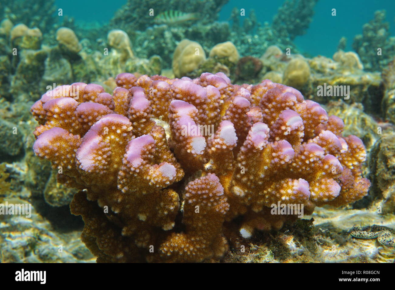 Pocillopora corallo cavolfiore sott'acqua nella laguna di Bora Bora, oceano pacifico del sud, Polinesia Francese Foto Stock