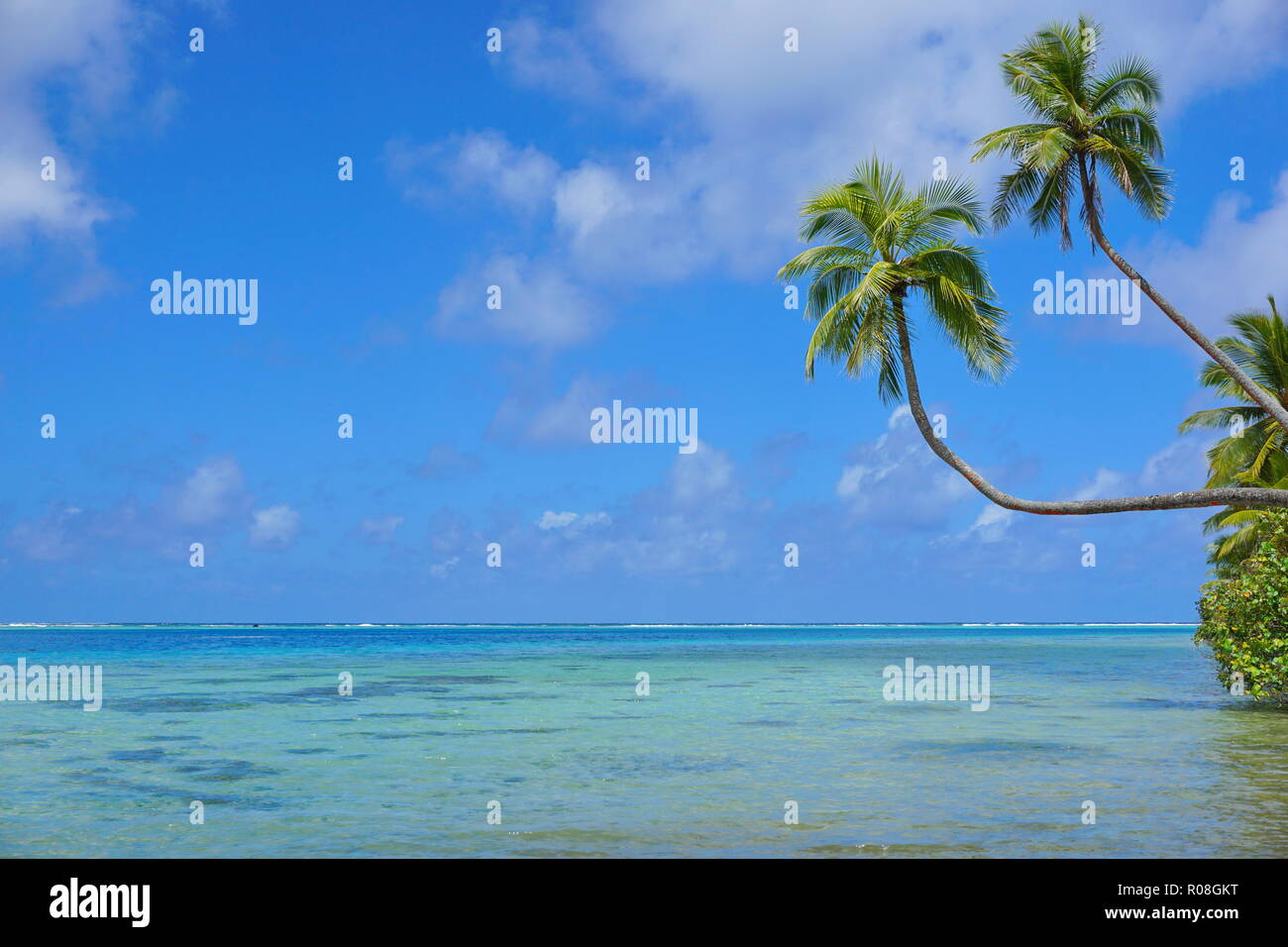 Seascape tropicale due palme di cocco sporgersi sopra una laguna con nuvoloso blu del cielo e del mare orizzonte, Polinesia francese, Huahine, oceano pacifico del sud Foto Stock