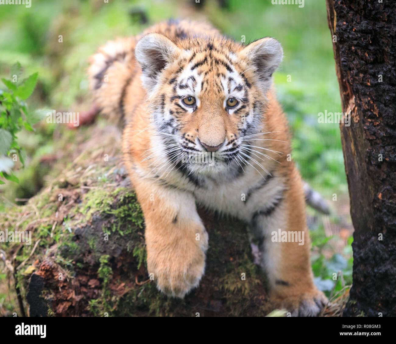 Tigre di Amur o tigre siberiana cub in cattività a ZSL Whipsnade, REGNO UNITO Foto Stock