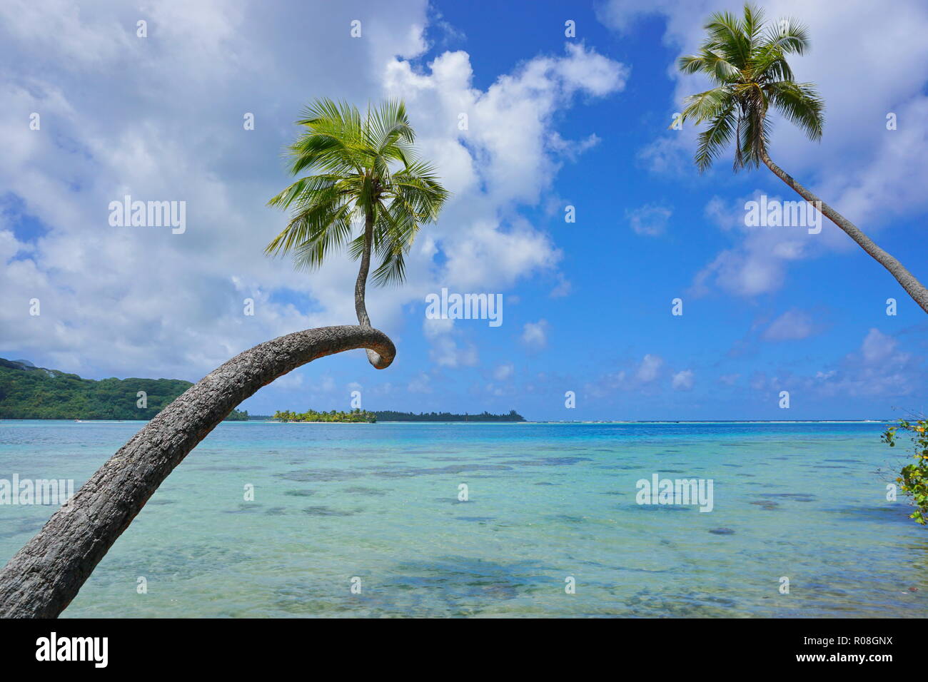 Seascape tropicale due palme di cocco, sporgersi in acqua chiara con nuvoloso cielo blu, Polinesia francese, Huahine, oceano pacifico del sud Foto Stock