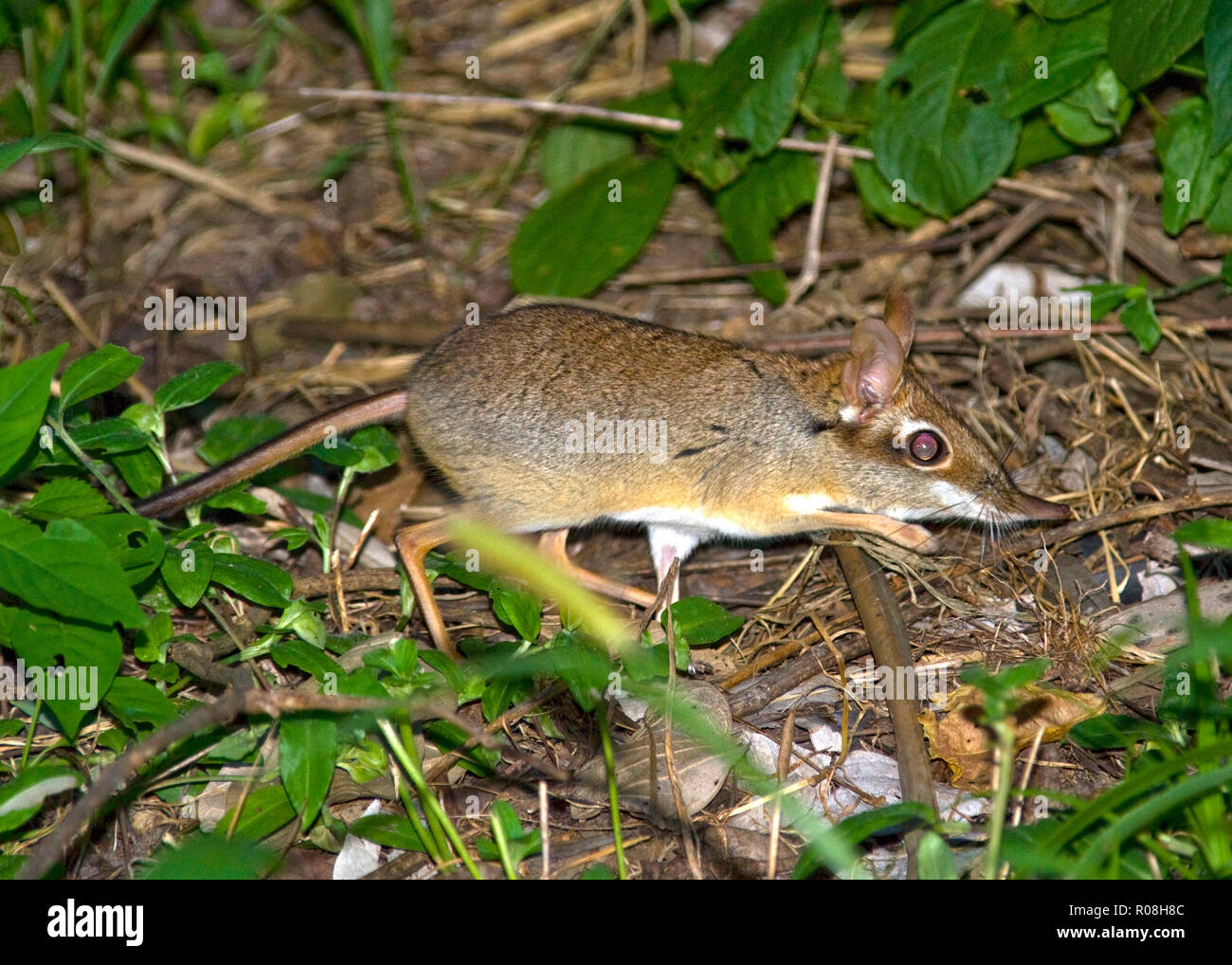 Un insectivora crepuscolare la Senji o Elephant Megera è attivo un cacciatore di insetti e invertebrati e si basa su una ricca figliata di foglia e serie di Foto Stock