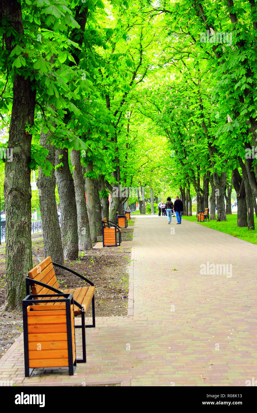 Il sentiero nel parco cittadino con grandi macchie di alberi e panchine. Relax in città. Bella estate park Foto Stock