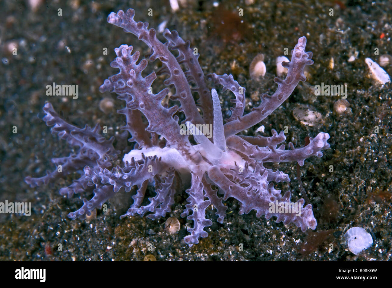 Dendronotus nudibranch che sembra viola soft coral. Fotografato in stretto di Lembeh, novembre 2012. Foto Stock