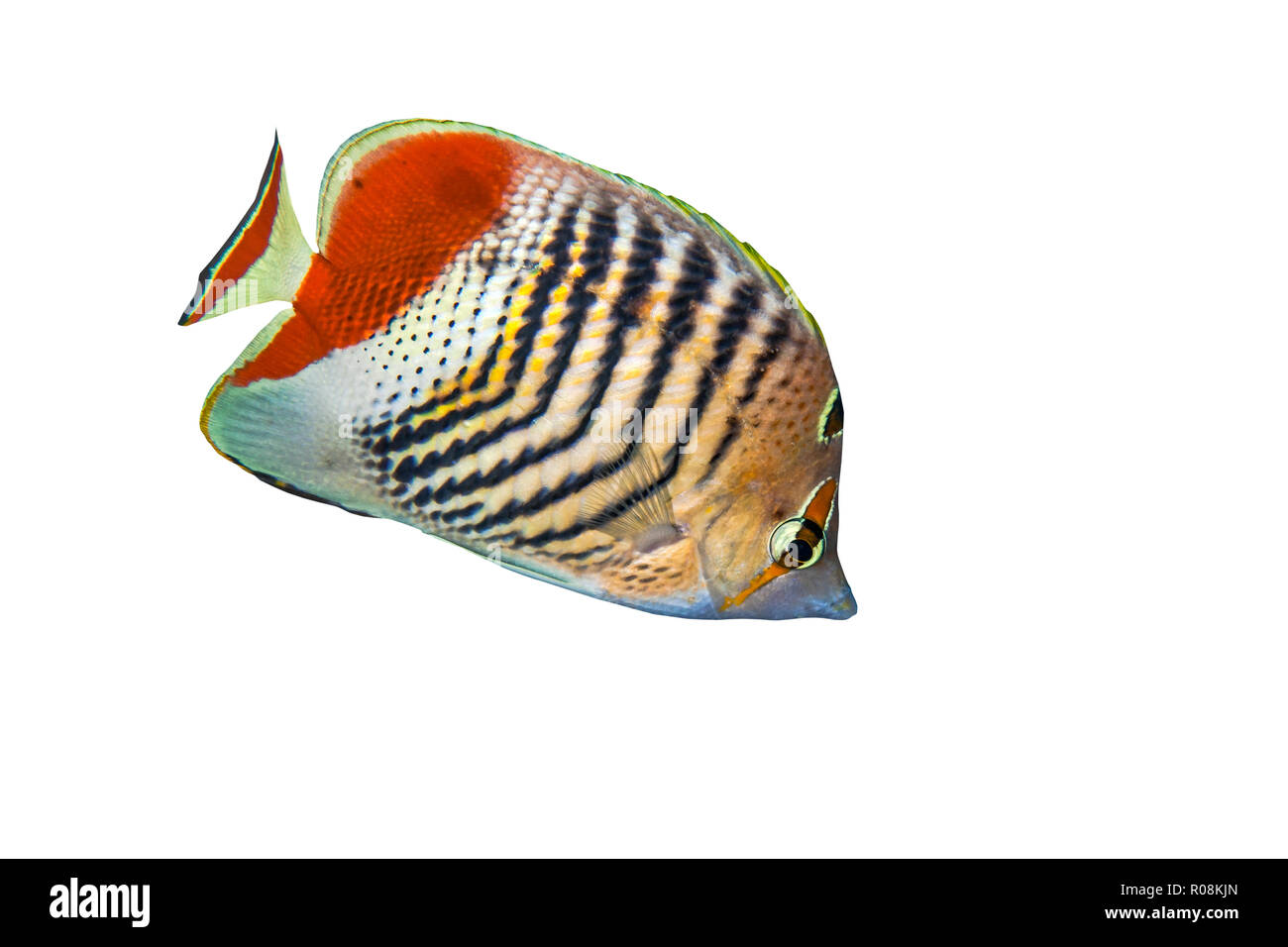Pearlscale butterflyfish rovistando nella barriera corallina del Mar Rosso al largo delle coste di Egitto. Foto Stock