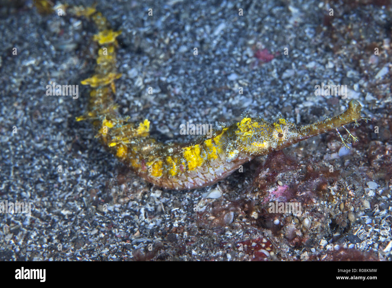 Winged pipefish [Halicampus macrorhynchus] impossibile nuotare, schlittert lungo il fondale dello stretto di Lembeh, Indonesia. Foto Stock