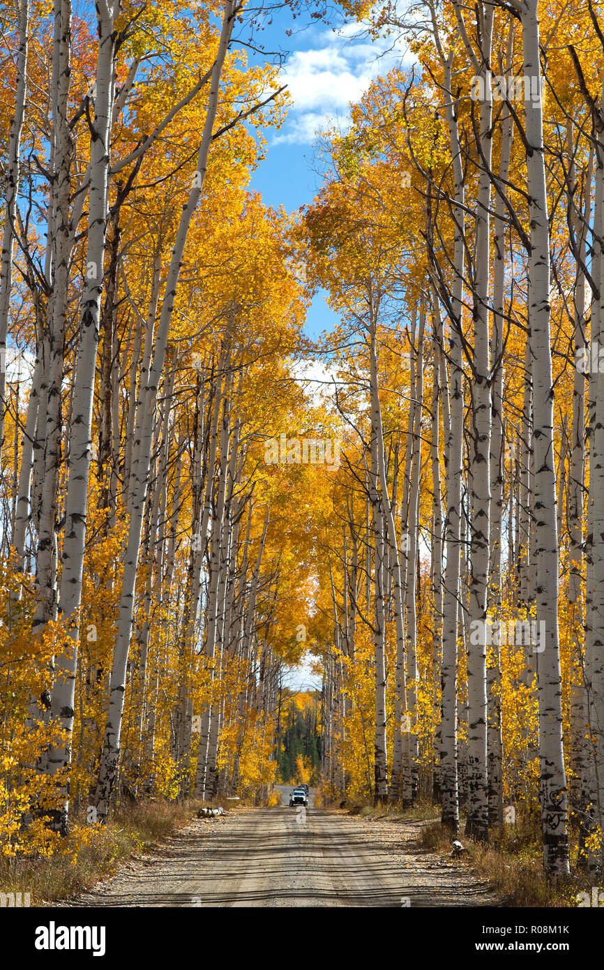 Autunno aspen alberi lungo il passaggio di battaglia Scenic Byway nel Wyoming Foto Stock