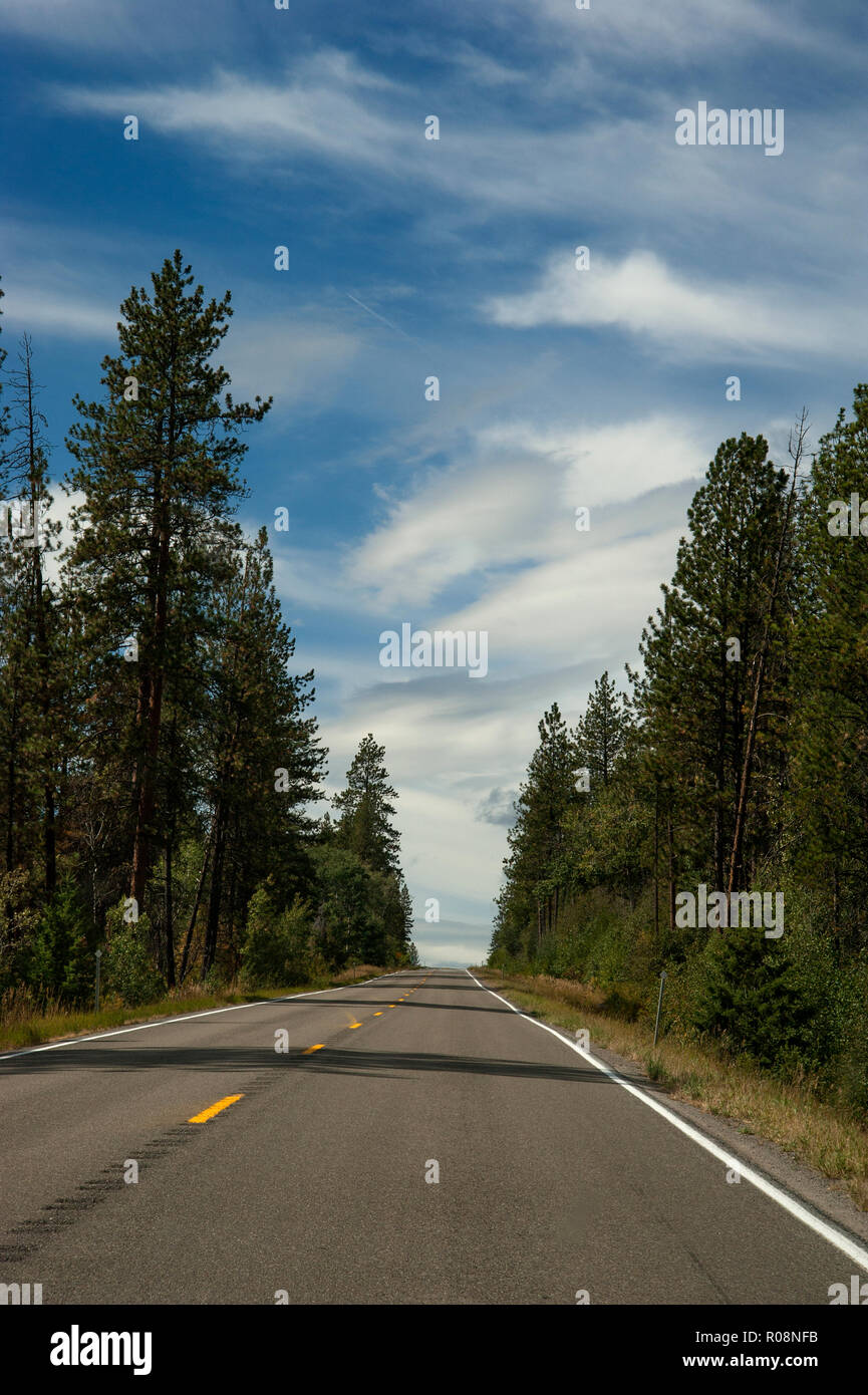 Strada attraverso la foresta in Montana, USA Foto Stock