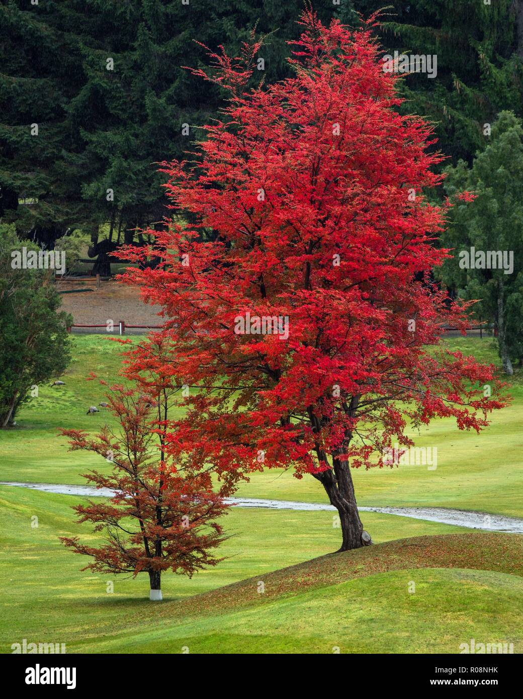 Struttura ad albero rosso sul verde del campo di erba Foto Stock