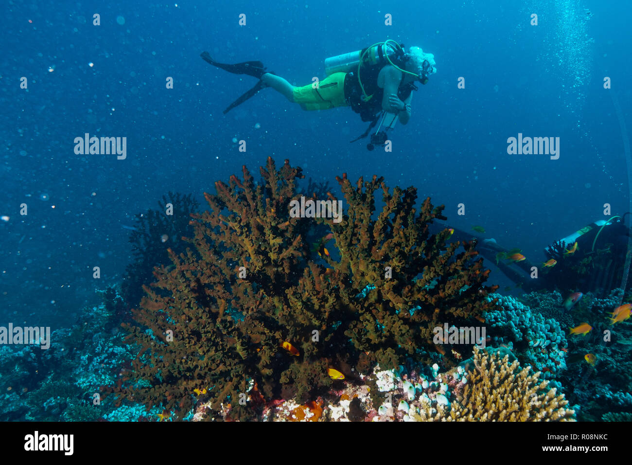 Tubastraea Micranthus mezzanotte Coral Maldive Foto Stock