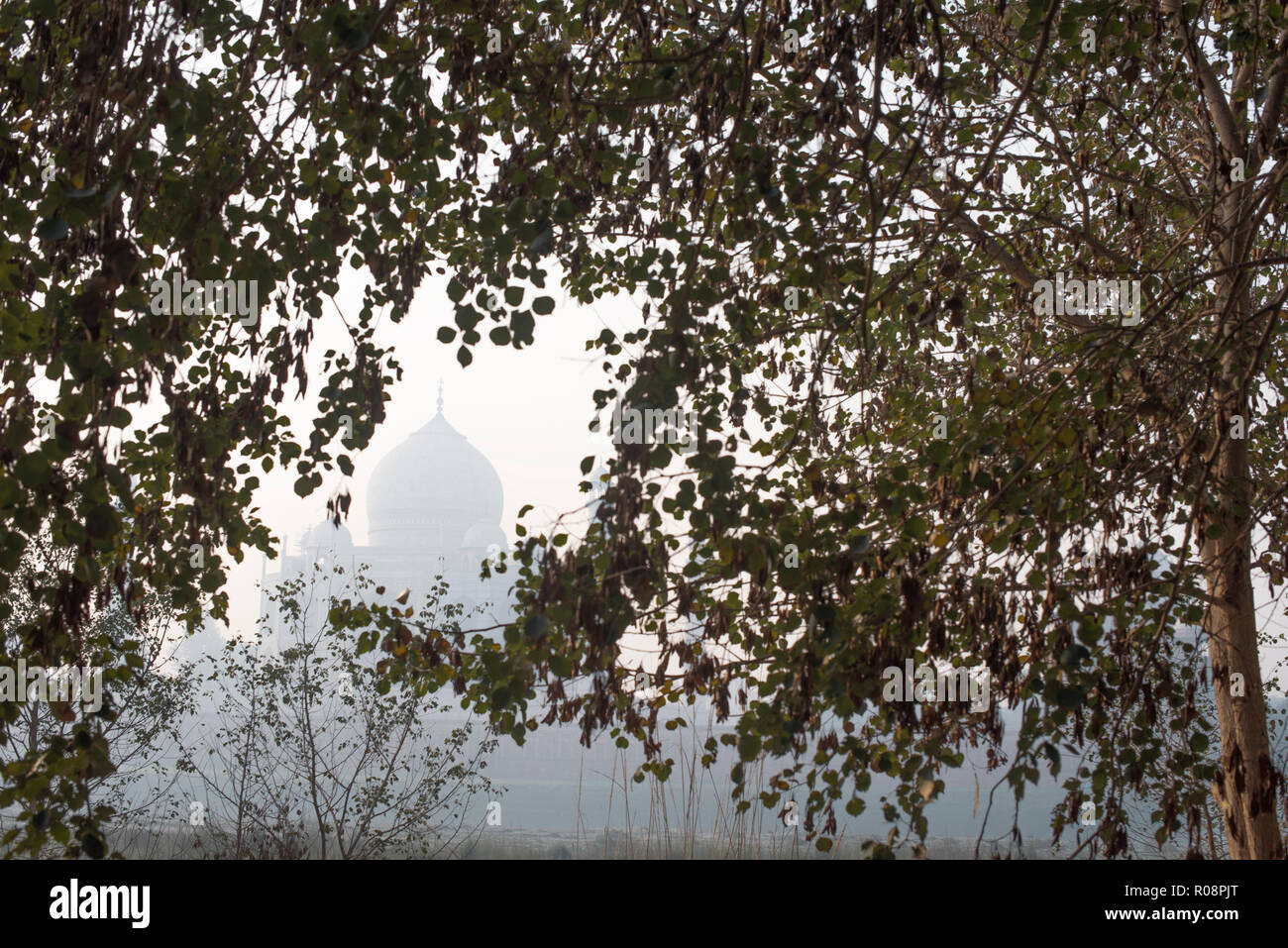 Maestoso Taj Mahal la meraviglia del mondo e l'orgoglio di india in inverno mattina atmosfera nebuloso come visto attraverso l'apertura nei rami di alberi Foto Stock