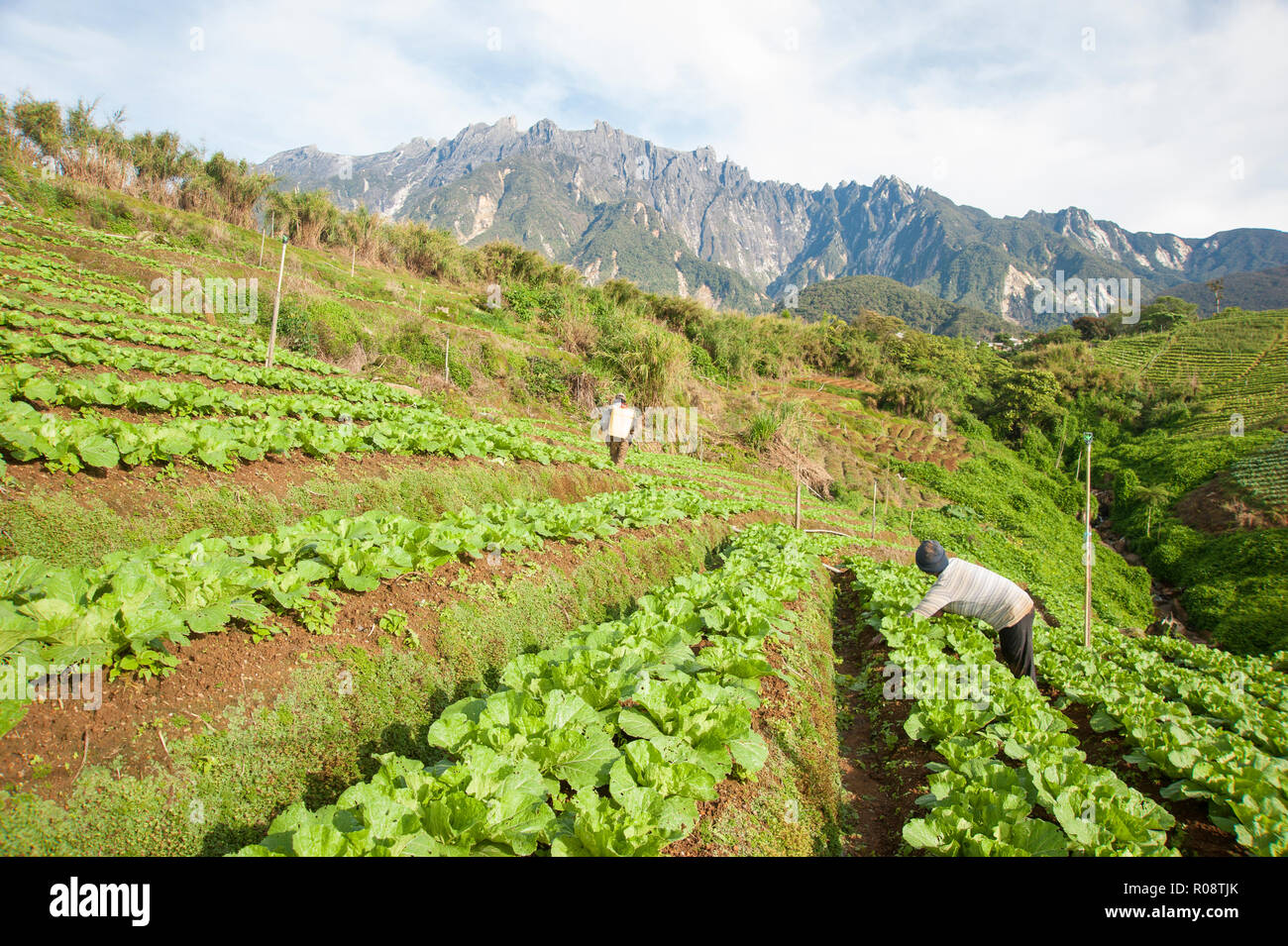 Gli agricoltori che lavorano su vegetali farm plot con Mount Kinabalu a sfondo a Sabah Borneo Malese. Foto Stock