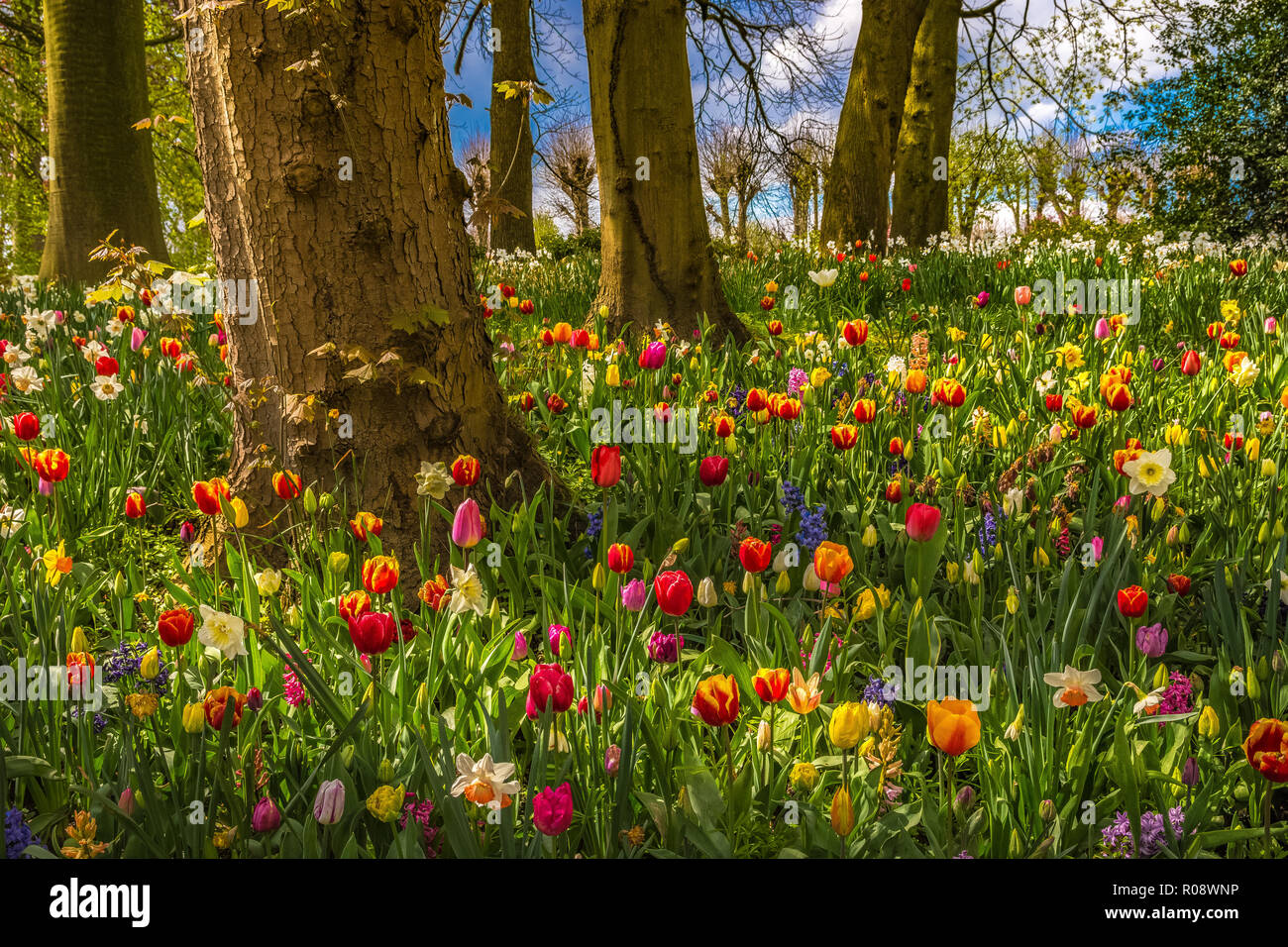 Campo di tulipani e alberi a Groot-Bijgaarden Castello, Belgio Foto Stock