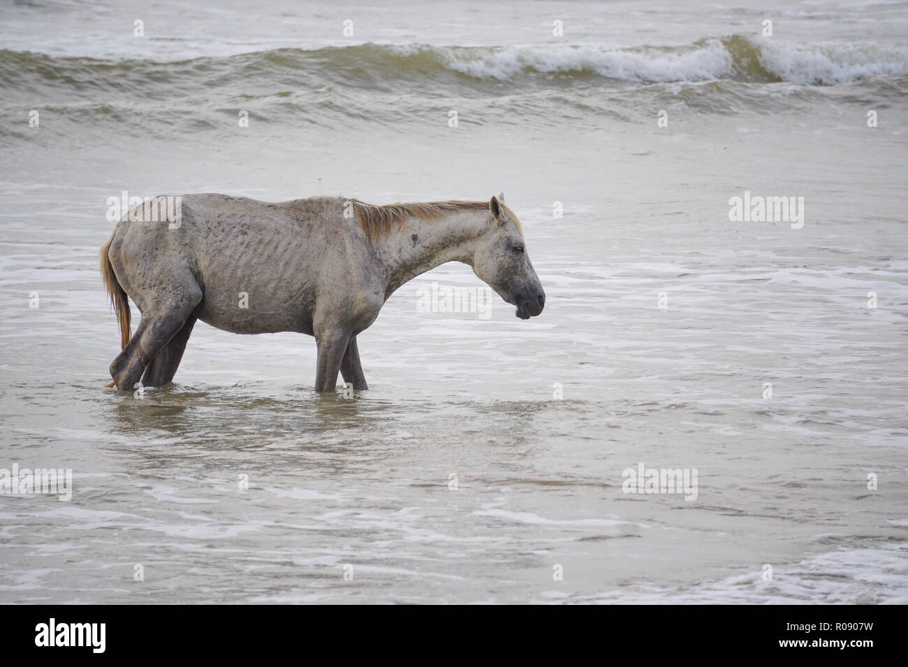 Lone malsana triste a cavallo in spiaggia Foto Stock