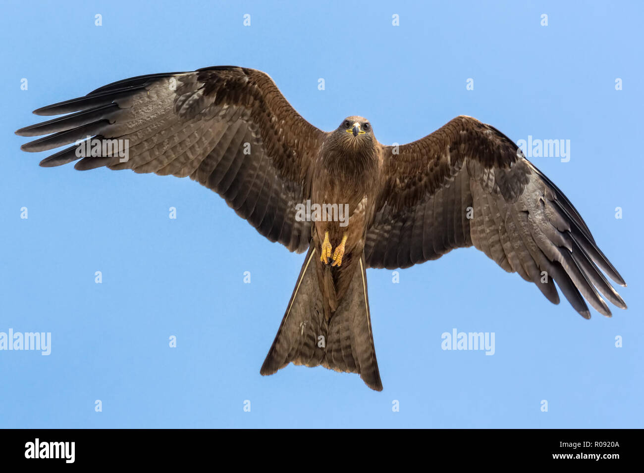 Protagonista di un Nero Kite in volo con piena apertura alare Foto Stock
