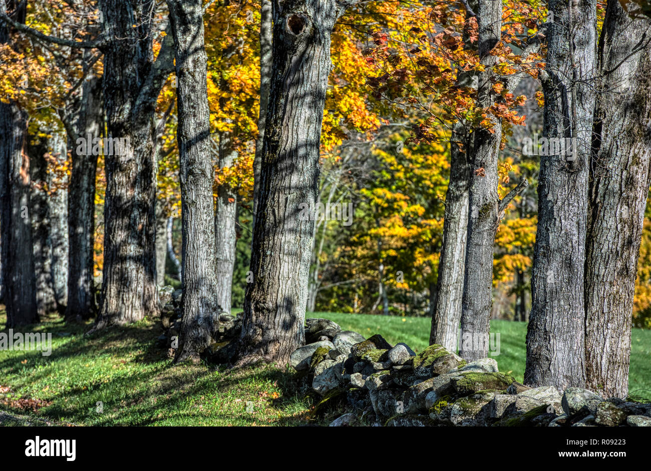 Autunno alberi e recinzioni fieldstone, lettura, Vermont, USA. Foto Stock