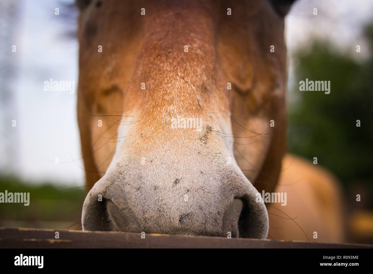 Naso di un cavallo marrone. Vista frontale. Close-up Foto Stock