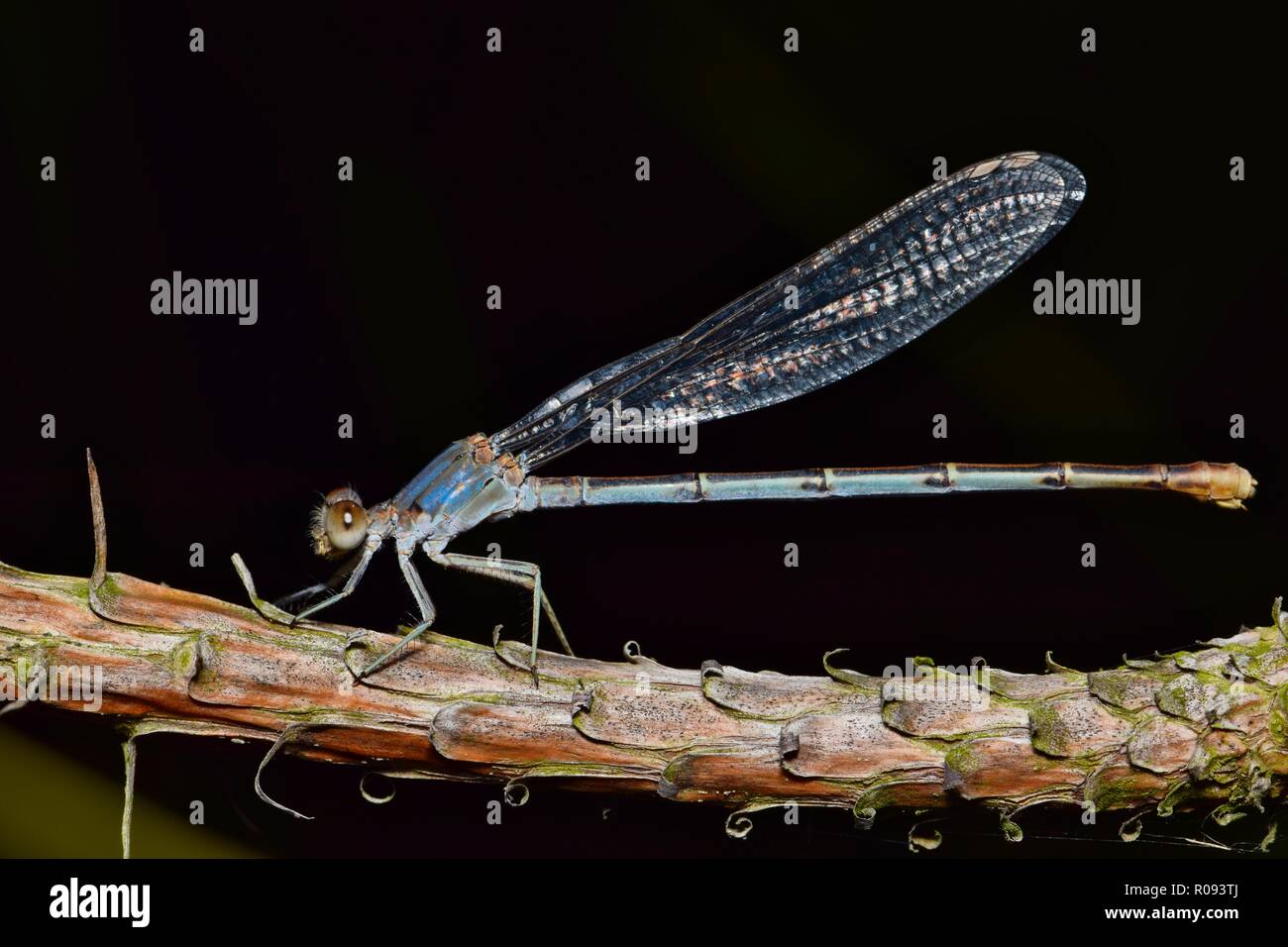Un damselfly blu sono ' appollaiati su un ramo con un nero notte sfondo in Houston, TX. Foto Stock
