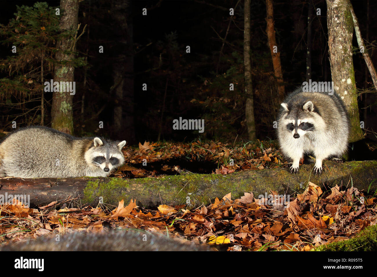 Una famiglia di procioni comune avente una parte nella foresta. Foto Stock