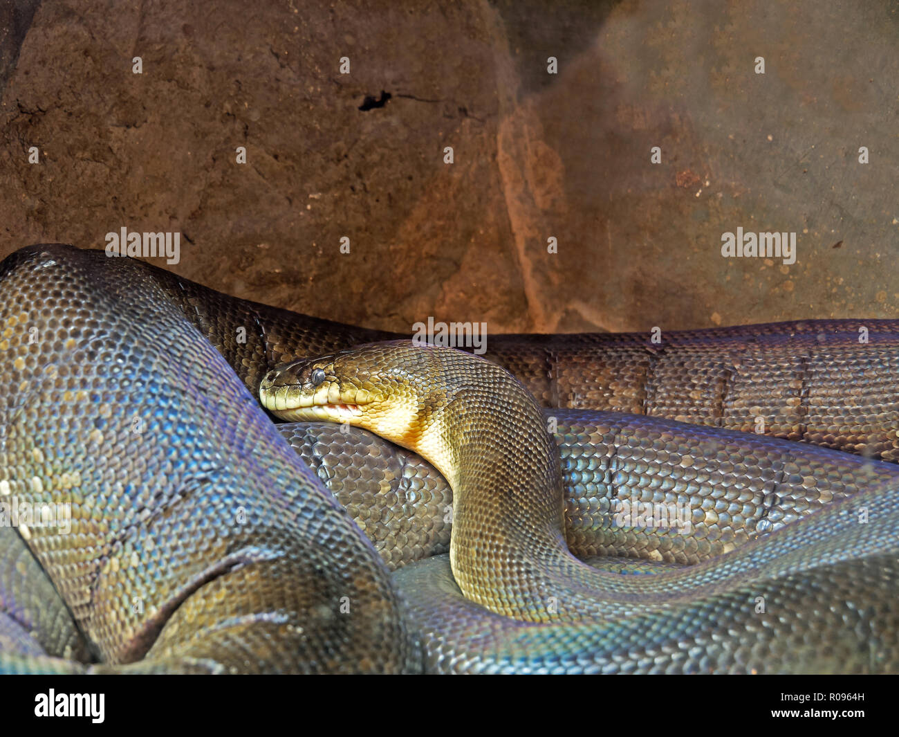 Closeup Macklot's o Python Python freckled nella grotta Foto Stock