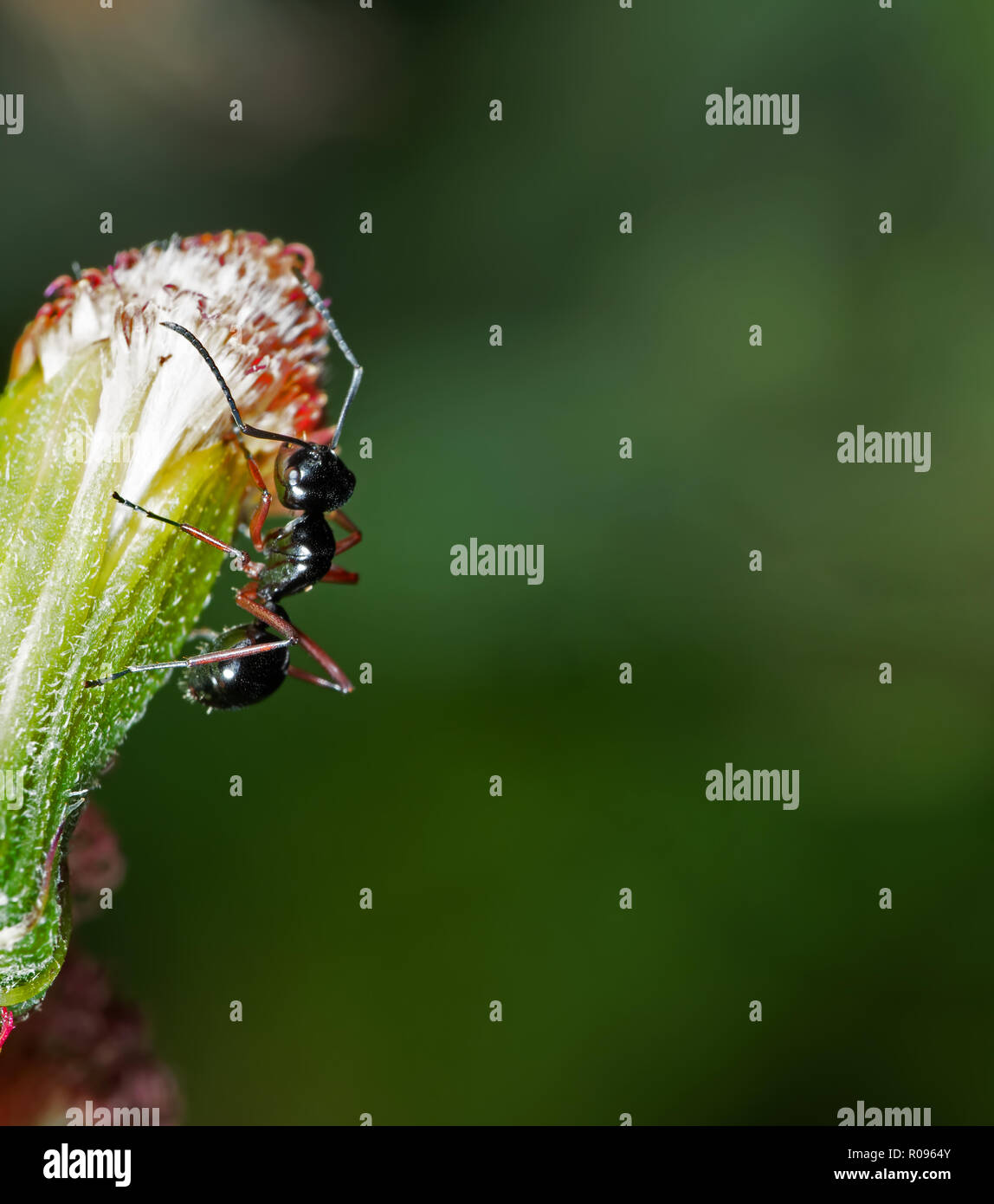 La fotografia macro di Black Ant su germoglio di fiore isolato su sfondo sfocato Foto Stock