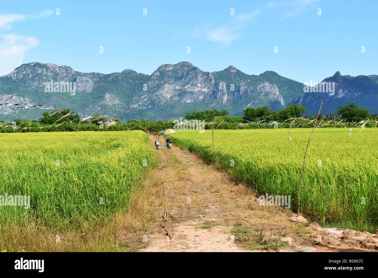 Riso Verde raccolti di campo con mazzetto di semi , Bandiera kite in l'area di ritaglio con la montagna e il cielo azzurro in background, agricoltura in Thailandia Foto Stock