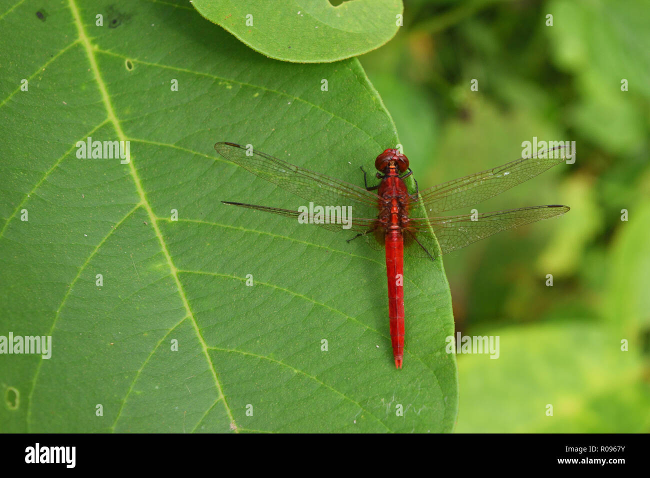 Scarlet skimmer o Crimson darter , Libellula rossa sulla foglia naturale con sfondo verde Foto Stock