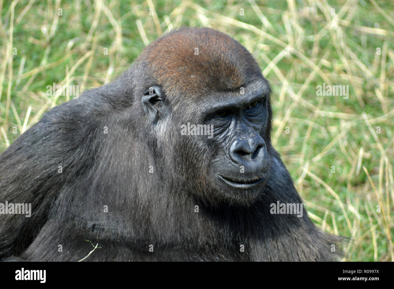 Giovani pianura occidentale Gorilla Foto Stock