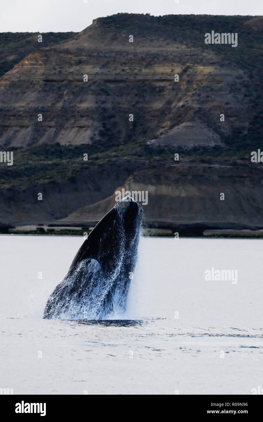 Balene Australi, Penisola di Valdes, Argentina. 2° Nov, 2018. La Balena Franca Australe (Eubalaena australis), violazioni nelle acque del Golfo Nuevo off la Penisola Valdes in Argentina, venerdì 2 novembre, 2018. Le Balene Australi venite alla baia di calve) e dare alla luce il loro giovane. Patrimonio UNESCO è la sede della più grande concentrazione di questa specie di balene durante il nasello di Patagonia inverno e primavera mesi prima del loro viaggio a sud in Antartide. Fotografia : credito: Luca MacGregor/Alamy Live News Foto Stock