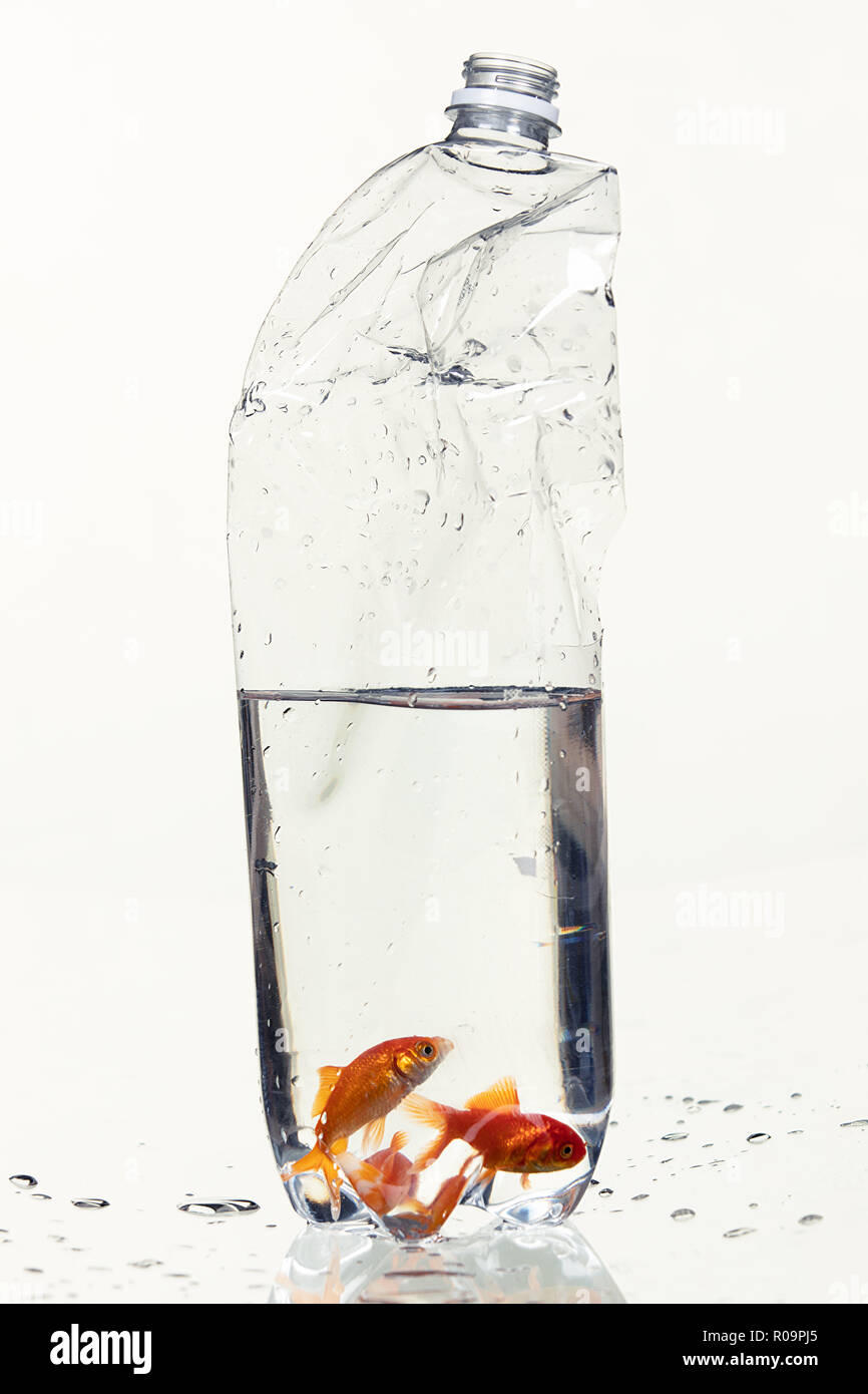 Oro di pesce catturato in una bottiglia di plastica Foto Stock