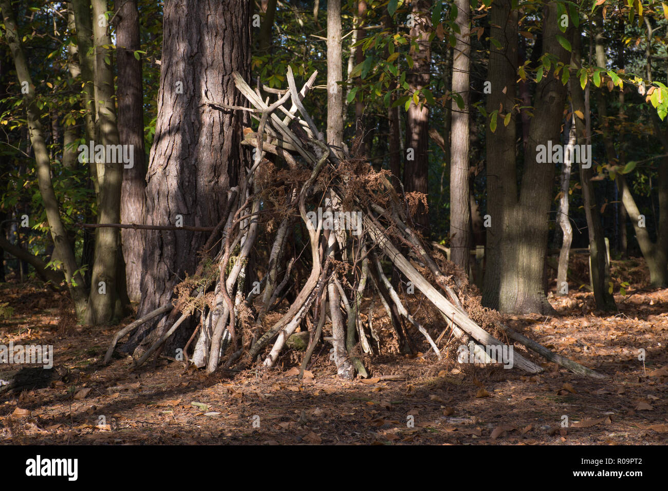 Foresta o bosco rifugio fatte di rami di alberi. Den per far giocare i bambini. Foto Stock