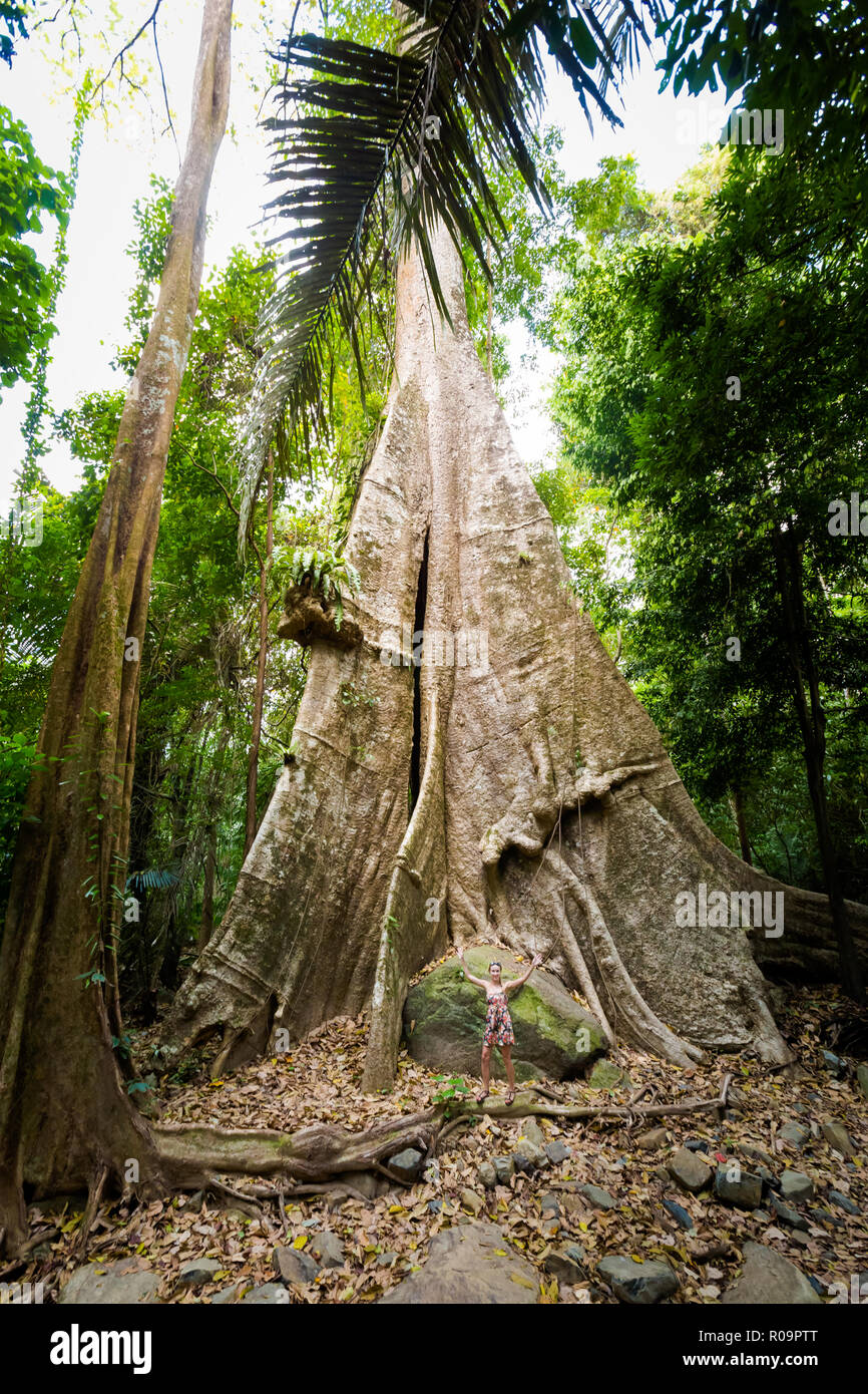 Ragazza e turistica enorme vecchio albero in Khao Phnom Bencha parco nazionale della foresta pluviale reale in Krabi in Thailandia meridionale. Paesaggio scattate nella splendida South e Foto Stock