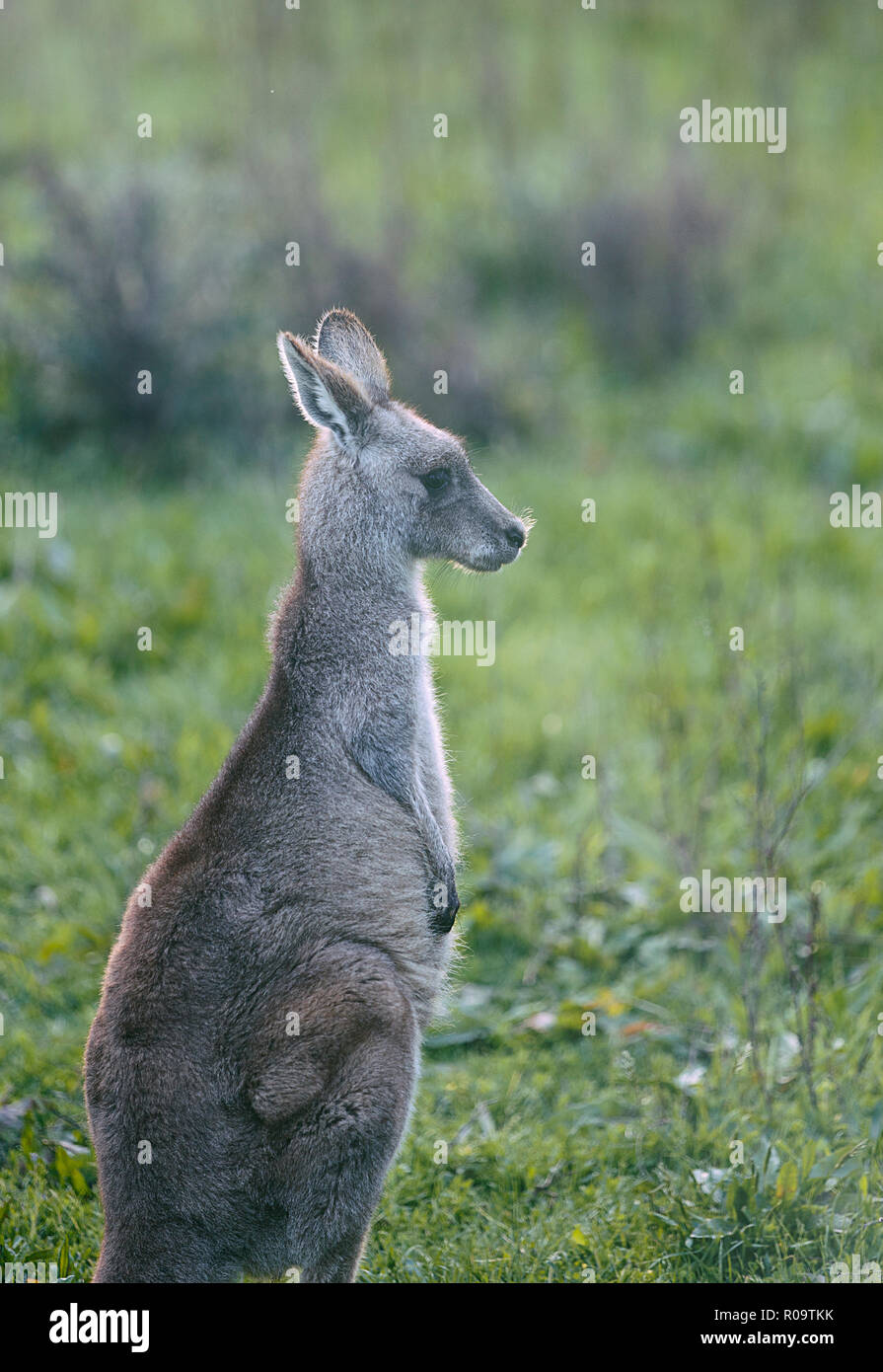 Gara kangaroo , Australia Foto Stock