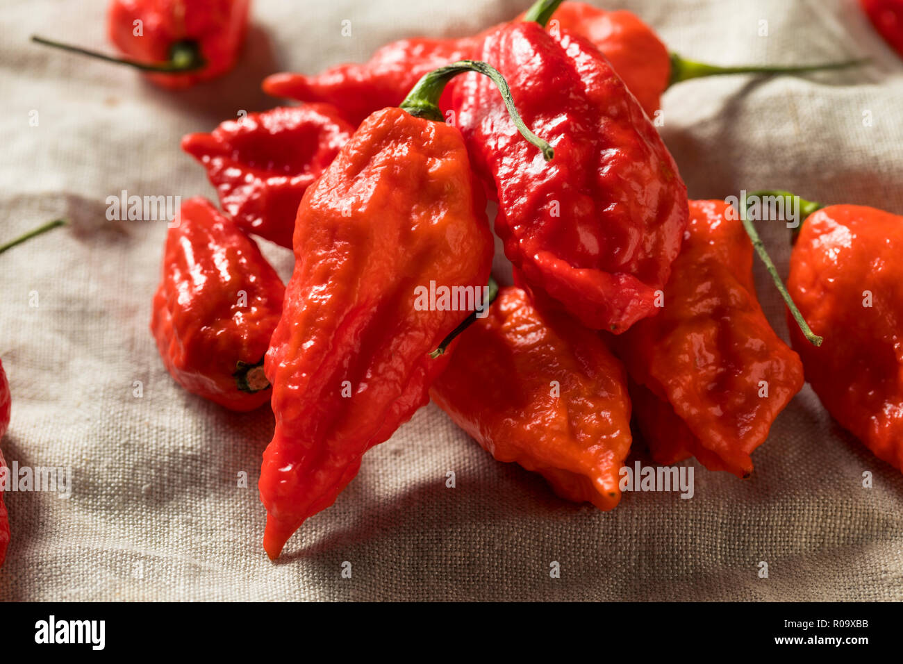 Materie organiche Bhut piccanti Jolokia Ghost peperoni pronto per cucinare Foto Stock