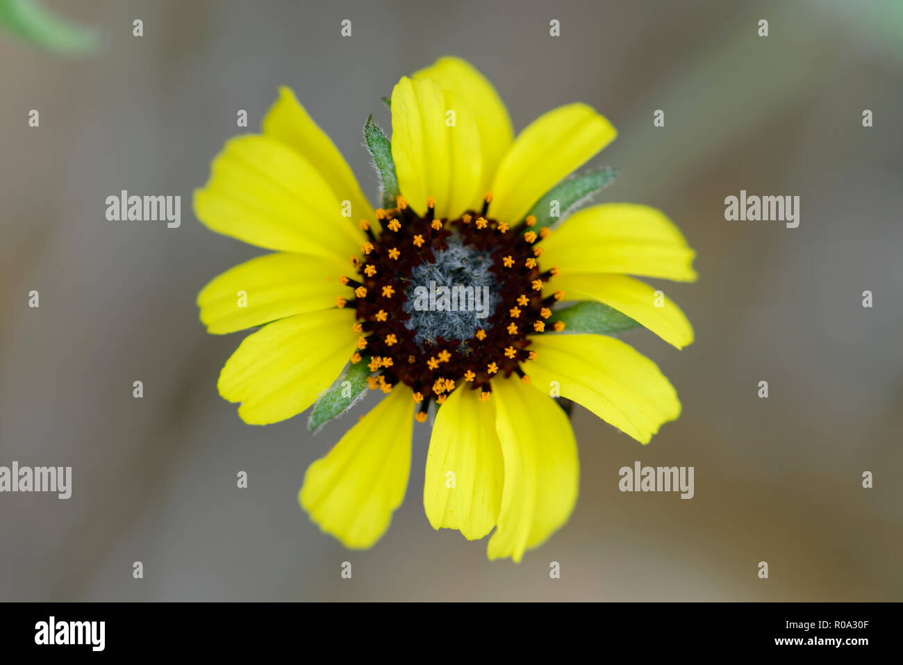 Fiore del deserto di Atacama, giallo daisy Foto Stock