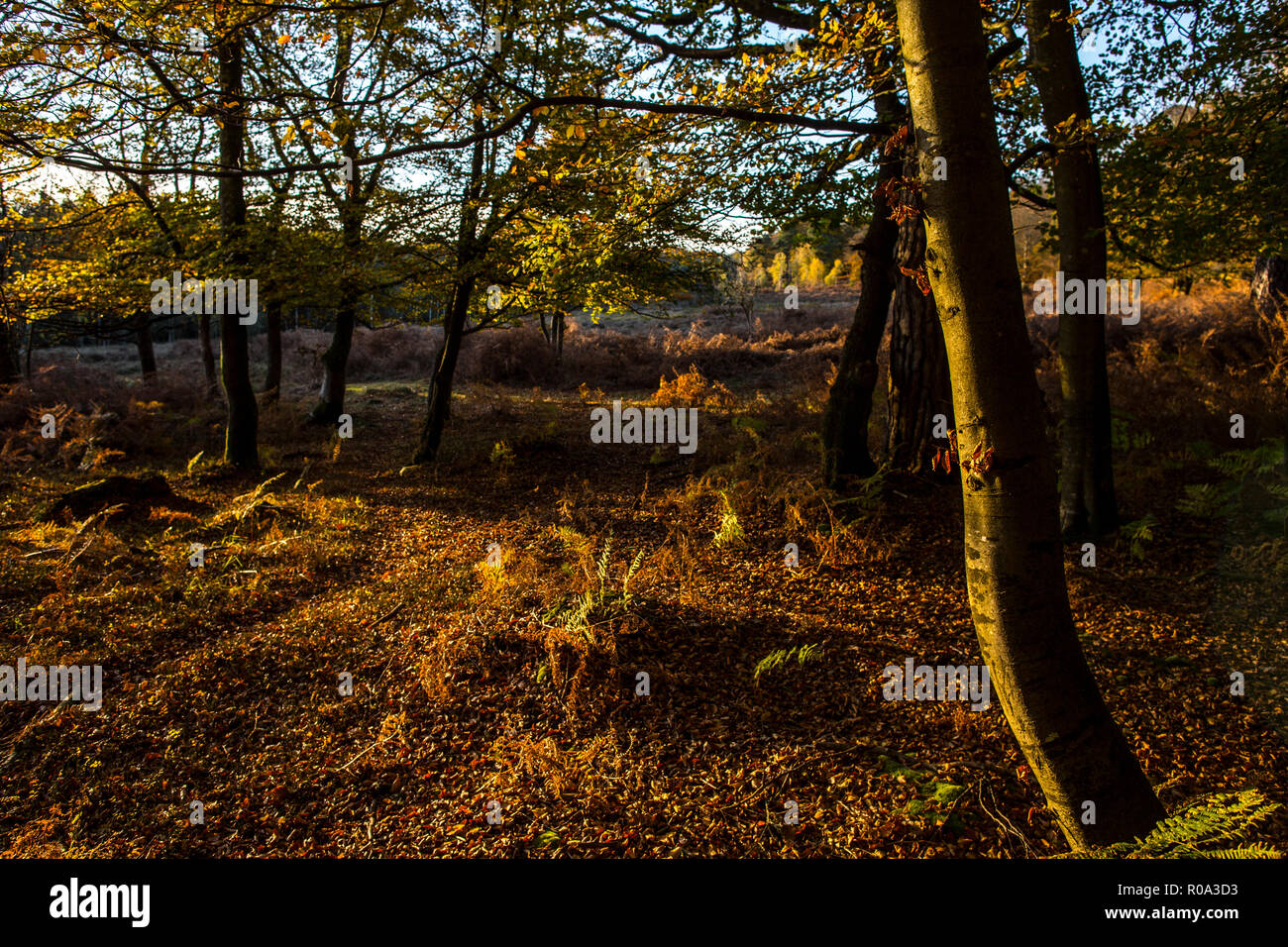 I colori autunnali discendono sulle unità ornamentali nella nuova foresta, Hampshire, Inghilterra, Regno Unito Foto Stock