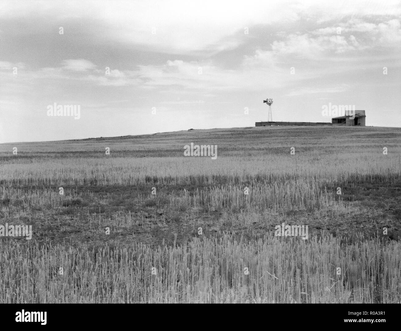 Campi di grano, rovinato da Grasshopper piaga vicino alla spiaggia, il Dakota del Nord, STATI UNITI D'AMERICA, Arthur Rothstein, Farm Security Administration, Luglio 1936 Foto Stock