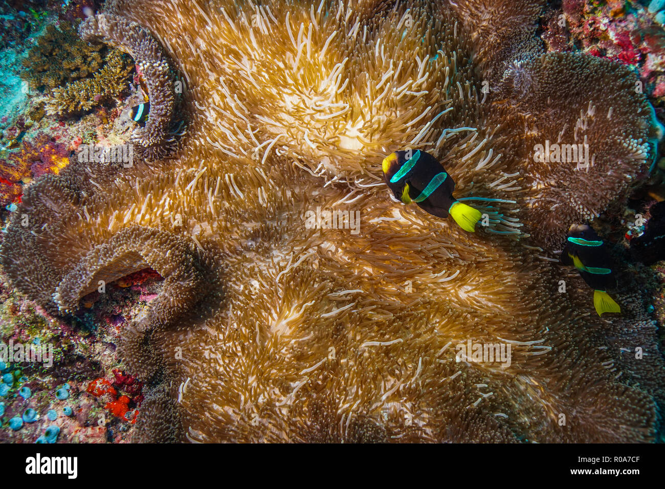 Sticodactila Mertensii tappeto corallo Anemone Maldive Foto Stock