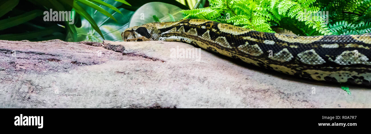 Splendido animale rettile ritratto di una boa constrictor scivolando su una roccia tra piante di basso sul terreno furtività Foto Stock