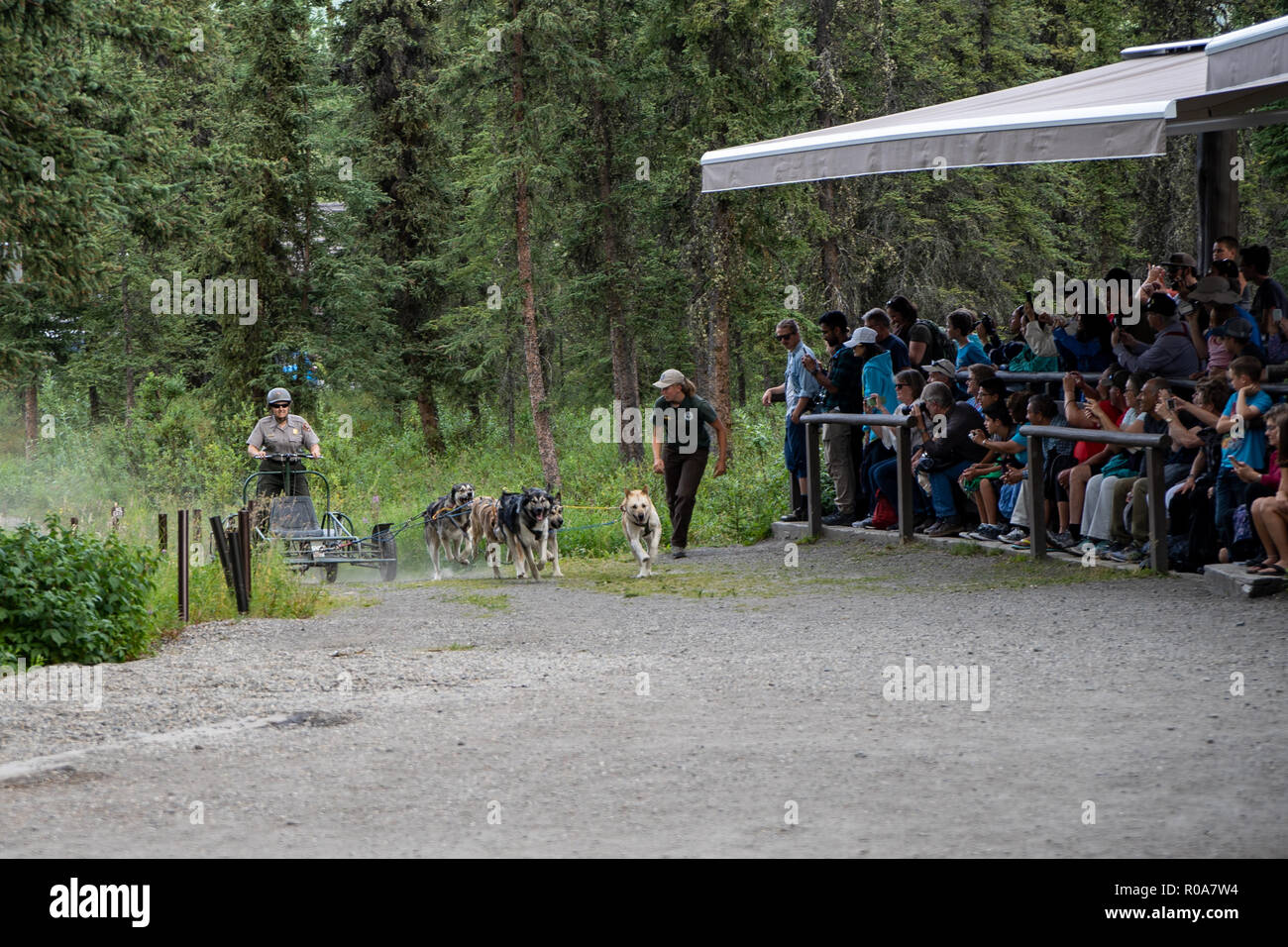 30 Luglio 2018 - DENALI, Alaska: National Park Service rangers dare uno sled dog dimostrazione con Alaskan Huskies Foto Stock