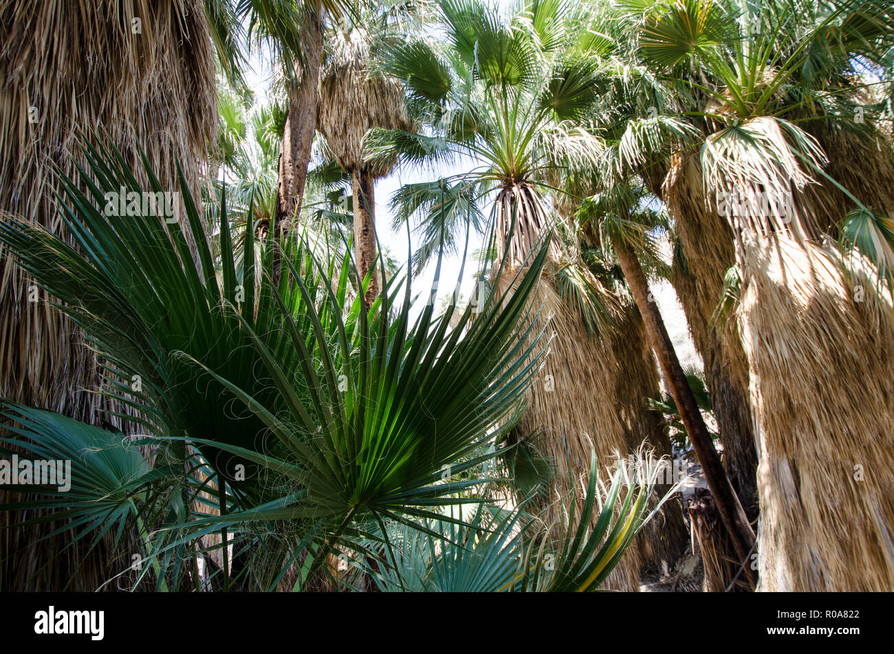 Ventilatore palme in Indian Canyon vicino a Palm Springs California nella valle di Coachella Foto Stock