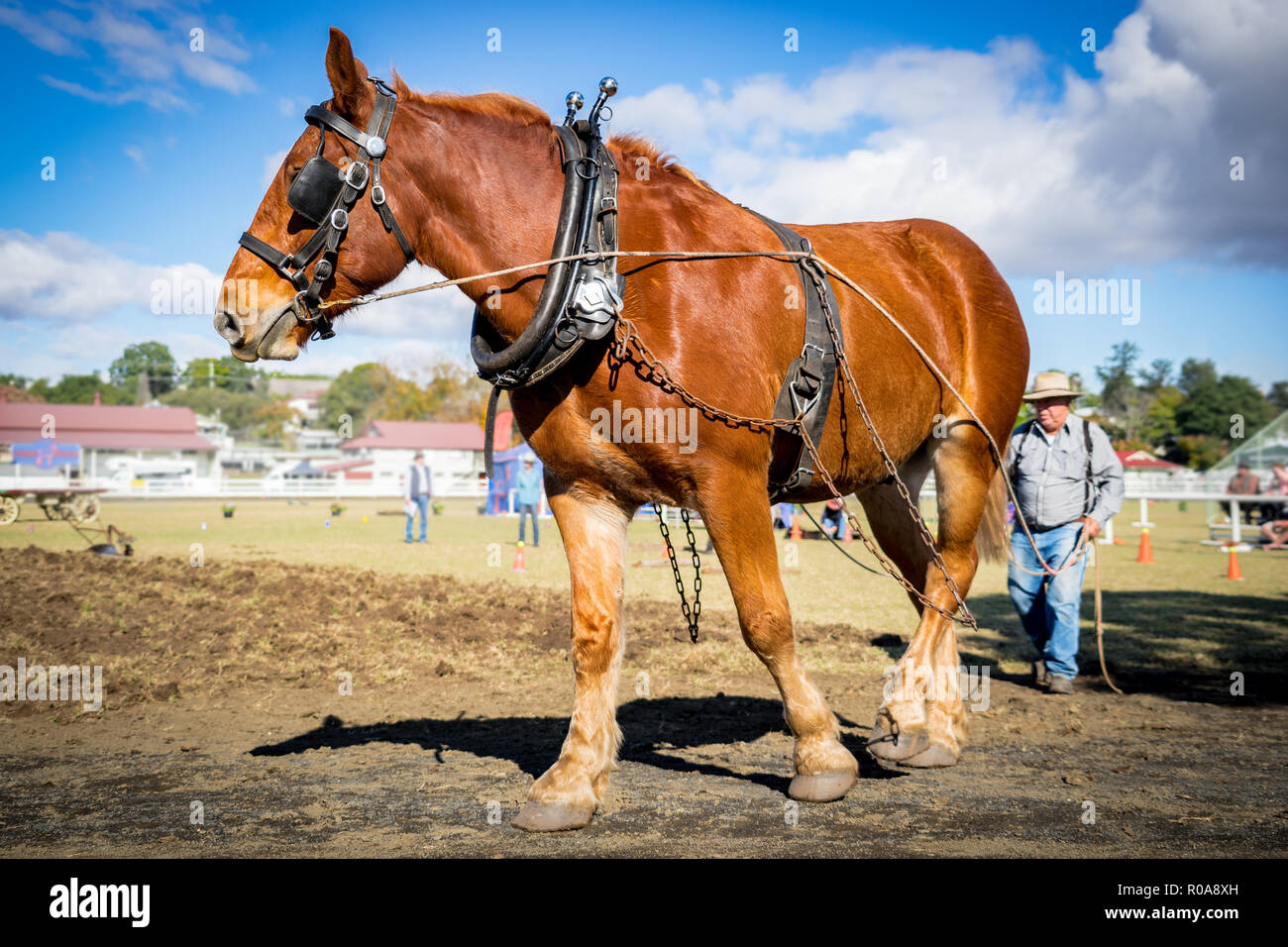 Progetto di cavallo in azione arare il terreno Foto Stock