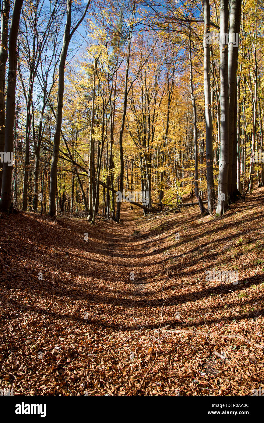 Colori d'autunno foresta con il sentiero coperto dalla caduta foglie e cielo chiaro in Sulovske skaly montagne in Slovacchia Foto Stock