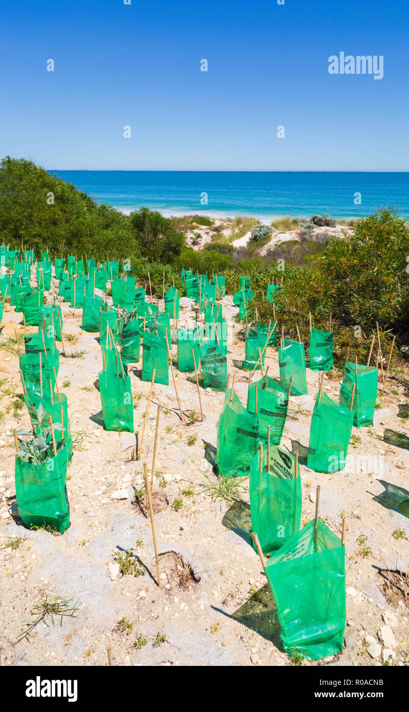Nuove piante native con piantina protettori piantato in una duna di sabbia Area di Conservazione a Cottesloe Beach, Foto Stock