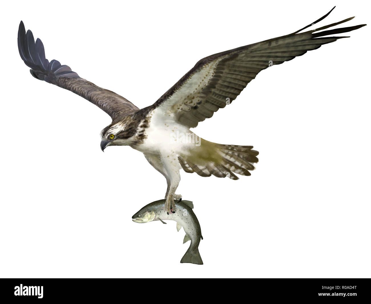 Illustrazione Digitale di un Osprey la cattura di una trota di mare Foto Stock