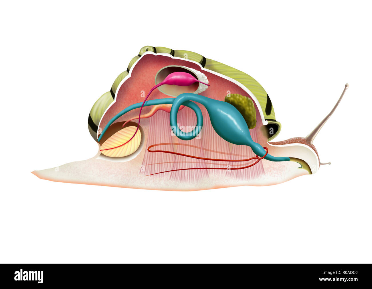 Illustrazione Digitale di una lumaca anatomia Foto Stock