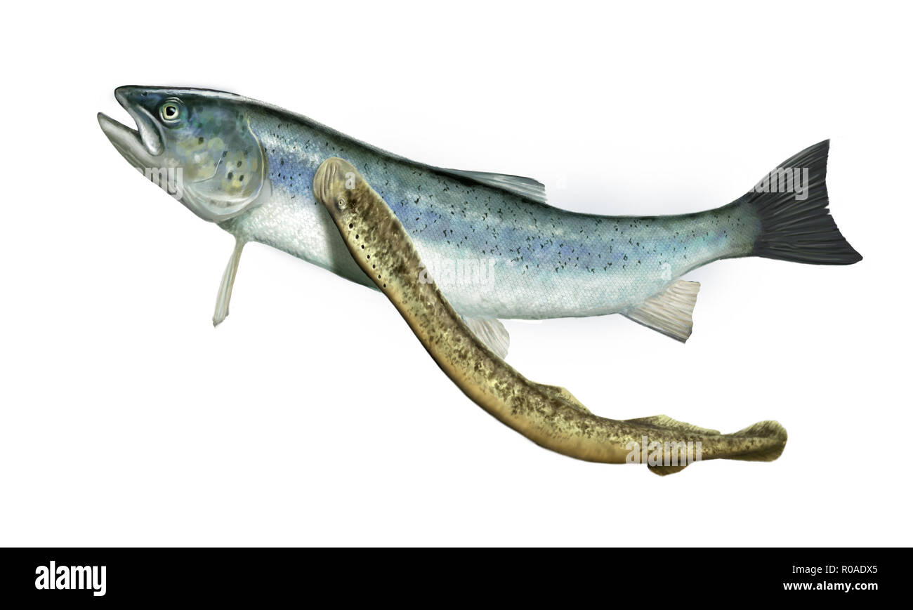 Illustrazione Digitale della Lampreda di una alimentazione da un salmone Foto Stock