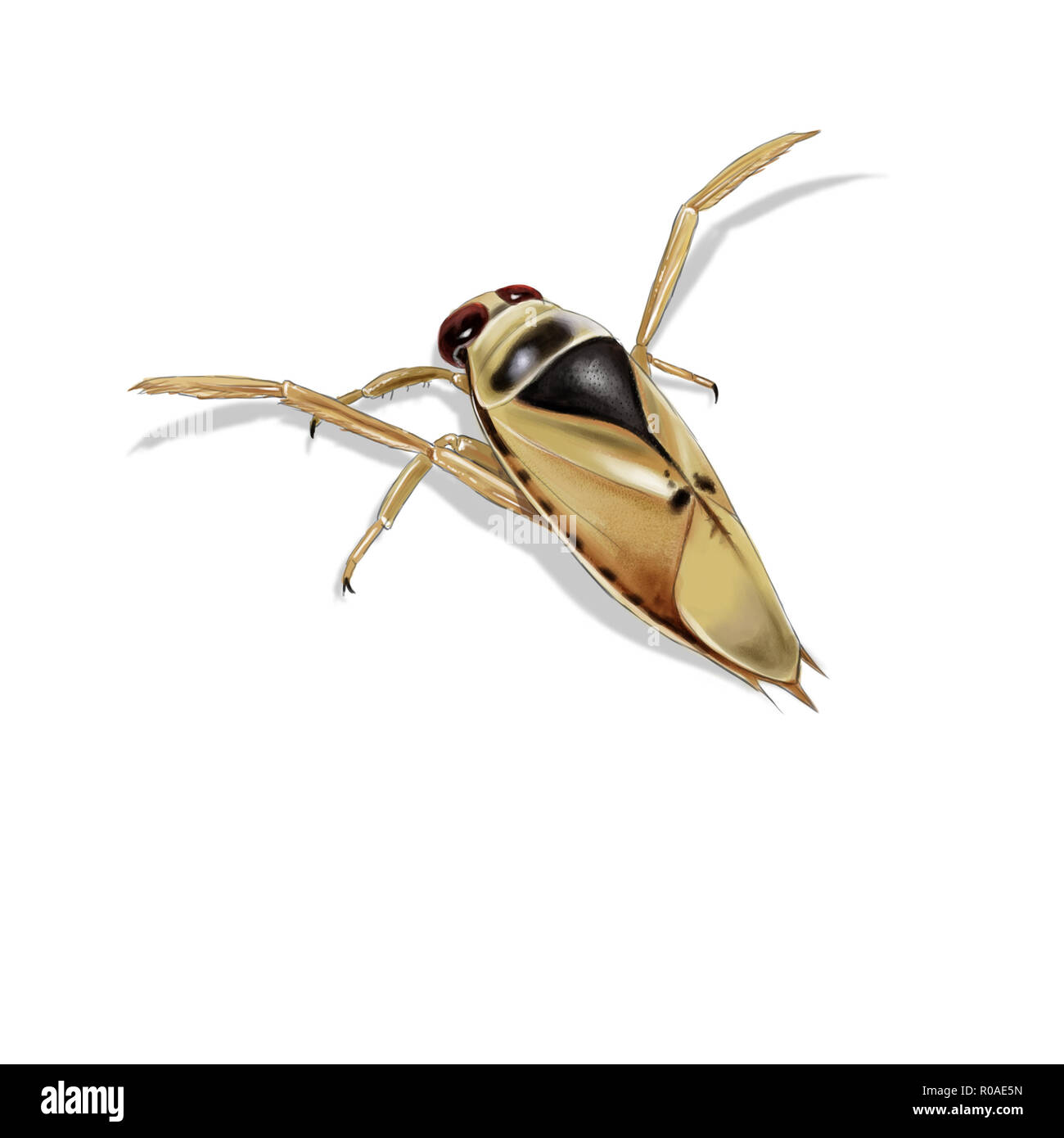 Illustrazione Digitale di un comune backswimmer, isolato Foto Stock