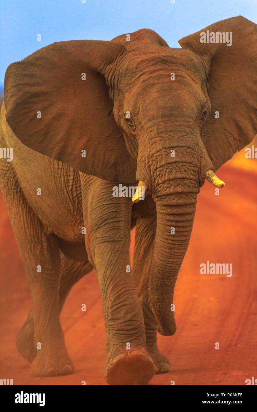 Vista frontale di adulto dell' elefante africano, parte delle Big Five, passeggiate sulla sabbia rossa in strada Madikwe Game Reserve, Sud Africa, vicino al confine del Botswana e il deserto del Kalahari. Game Drive safari. Colpo verticale. Foto Stock